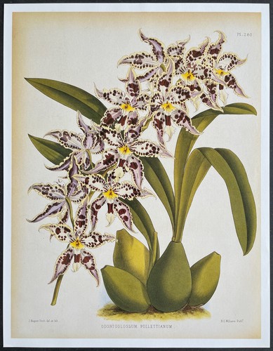 Botanique orchidées - botanique,