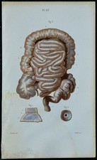 1852 - Planche anatomie