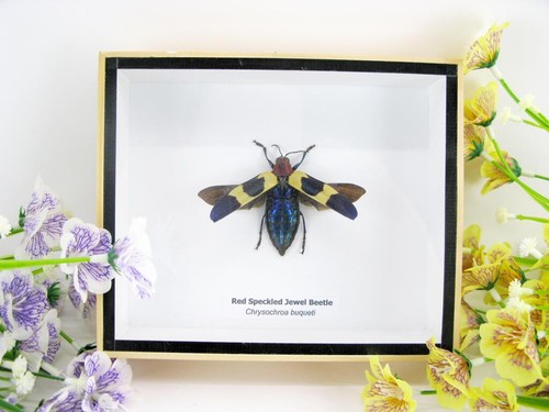 Red speckled jewel beetle - red,