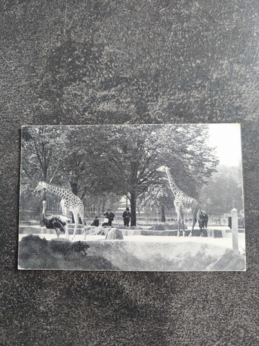 Carte postale cpa parc - -,