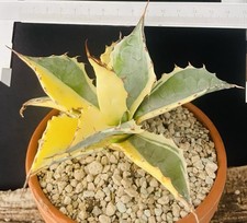 VERY RARE ! BIG AGAVE