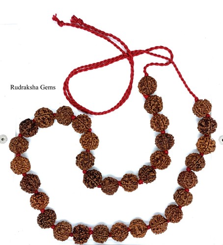 Rudraksha 6 7 mukhi - 2,3,, 4,5,
