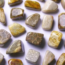 ★☆ CORAIL FOSSILE