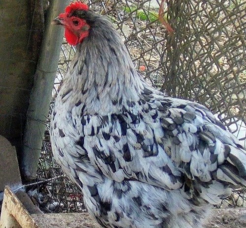 Hatching maran eggs - hatching,