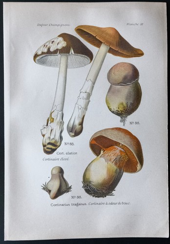 1891 planche couleur - -,