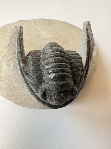 Cornuproetus trilobite fossils - trilobite,