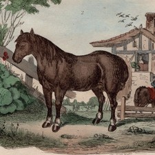 Décoration Cheval de race Arabe et de Trait - Gravure aquarelle originale XIXe