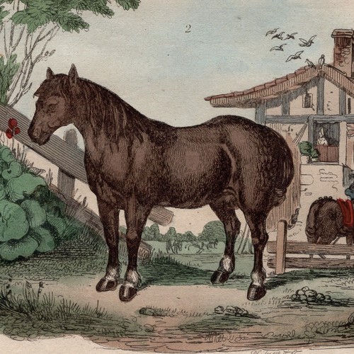 Décoration cheval race - cheval, de