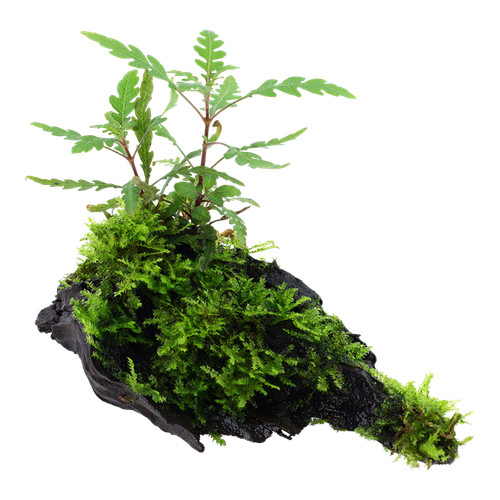 Aquarium plante hygrophila - plante,