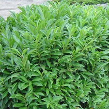Prunus laurocerasus 'Caucasica' - Laurier palme du Caucase