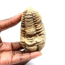 Trilobite fossile 80gr 80mm