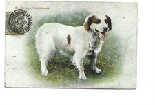 ILLUSTRATION - CHIEN - SPRINGER ANGLAIS