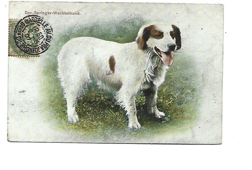 Illustration chien - chien,