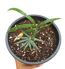 Cycas chevalieri 'Dak Rong, Vietnam' AG9 - Cycade de Chevalier | Cycad du Vietna