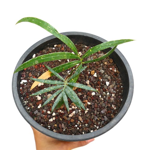 Cycas chevalieri dak rong - 'dak,