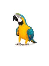 Bavoir Noire Boucle Réglable