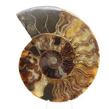 Ammonite Fossile Découpe