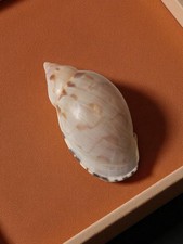 Coquillage ancien vintage petit format pour collection déco cabinet curiosités