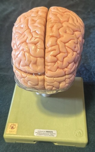 Vintage model human brain - model,