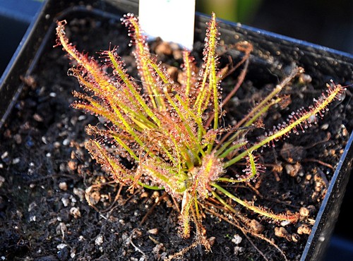 Drosera anglica filiformis - x,