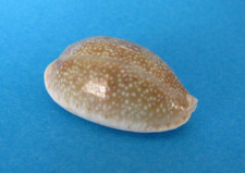 Cypraea Erosa Erosa 32,4 mm f+++ Inde " Beau spécimen "