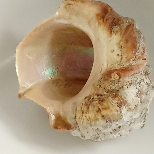 Coquillages collection - collection, ou