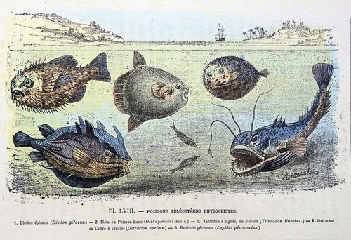 Poissons téléostéens - poissons,