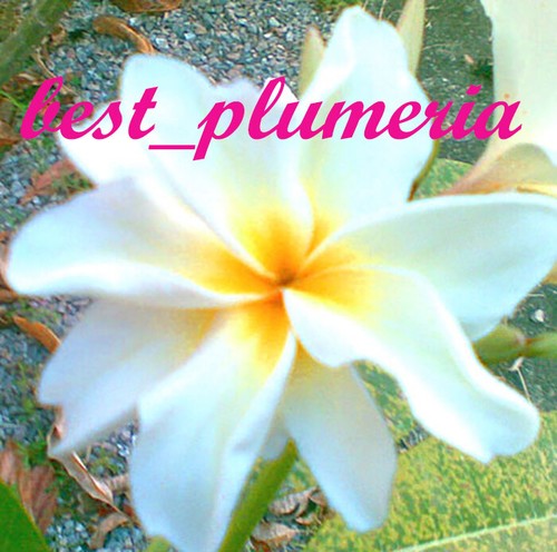 Graines plumeria fleurs - graines, plumeria/fleurs/"