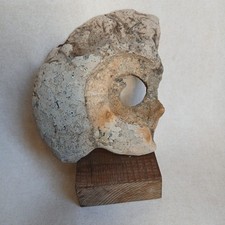 Ammonite, Fossiles France