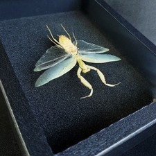 Véritable phasme feuille : Hierodula patellifera - (Entomologie, insecte)