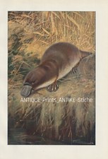 Ornithorynque (Ornithorhynchus