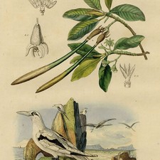 Décoration Palétuvier Oiseau Phaethon Paille en queue - Gravure originale XIXe