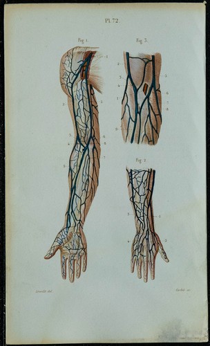 1852 planche anatomie - -,