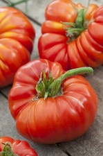 Lot De 10 Graines De Tomate Russe Fruits ENORMES Semences Graines Seed