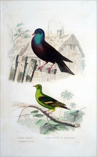 Ornithologie pigeon romain - ornithologie,
