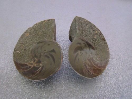 Pair madagascar ammonite - madagascar,