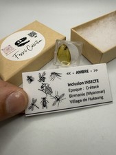 Insecte Fossile Du Crétacé