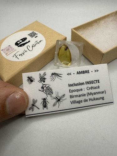 Insecte fossile crétacé - du,