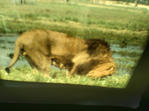 Safari park vergel - safari,