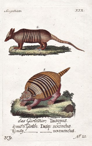 Gravure pangolin tatou - d'un,