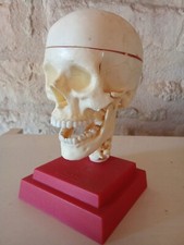 Ancien Jouet Anatomique