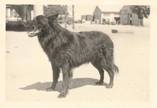 ANCIENNE PHOTOGRAPHIE ANIAMLIERE CHIEN BERGER BELGE?