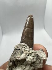 Rare Crocodile Tooth Morocco Dinosaur  Dinosaure Dent Fossil Fossile