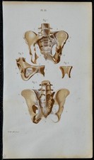 1852 - Planche anatomie Arthrologie : Articulations de la ceinture pelvienne