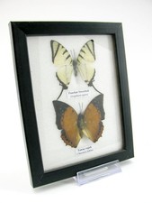 2 vrais beaux papillons d'élevage soignés dans la vitrine - murale - A-02-h-20