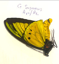 Ornithoptera Goliath Supremus
