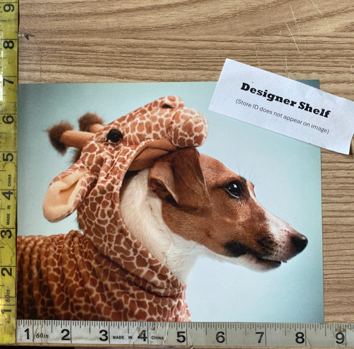 Jack russel terrier dog - terrier, in