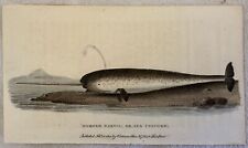 Narval Cornu Ou Licorne De Mer 1800 Xylographie Colorée À La Main