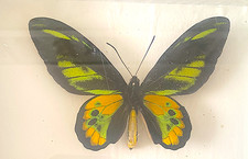 Ornithoptera Rotschildi pair