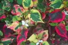 Houttuynia cordata chameleon